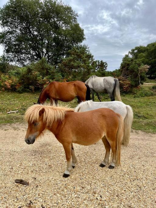 Beach Home With Garden, Close To New Forest Bournemouth Eksteriør billede